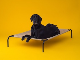 CPETBEDXL|lit pour chien - orthopédique