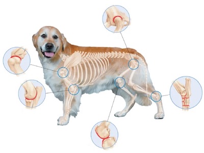 orthopédique - lit lavable pour chiens - 
 Lit pour chien orthopédique